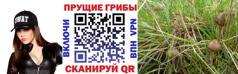 Псилоцибиновые грибы MAGIC MUSHROOMS  купить наркотики цена  гидра как зайти  Зарайск 